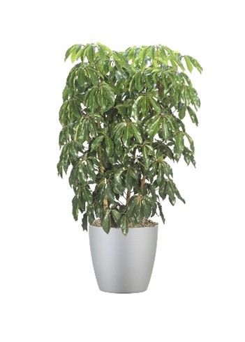 Schefflera Amate