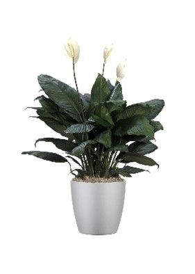 Peace Lily
