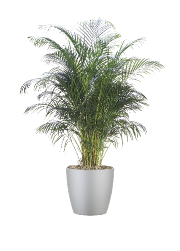 Areca Palm