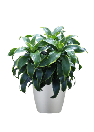 A vibrant, leafy green dracaena houseplant with yellow-edged leaves, potted in a smooth, light grey cylindrical planter.