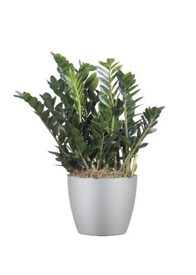 ZZ Plant