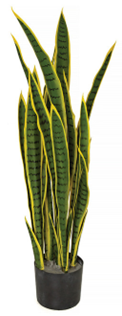 Snake Plant