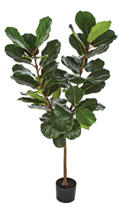Fiddle Leaf Fig