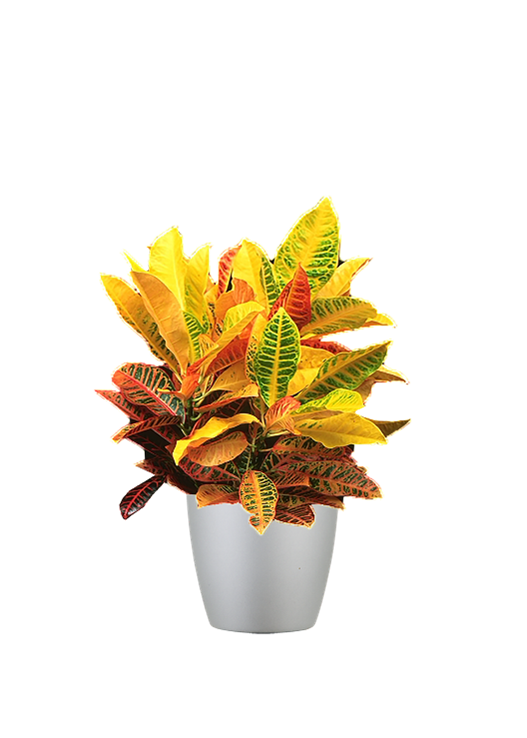 A vibrant Croton plant with multicolored yellow, orange, and green leaves in a simple, silver-colored planter.