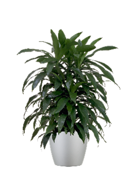 A potted Dracaena houseplant with long, dark green leaves in a smooth, silver-grey container against a white background.