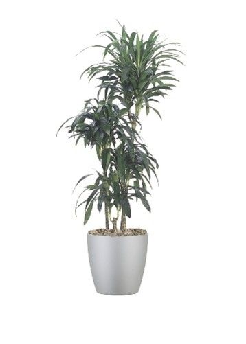A tall, multi-stemmed Dracaena plant with dark green, spiky leaves, potted in a smooth, metallic silver container.