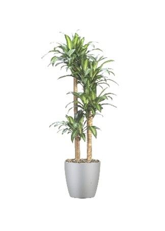 A tall dracaena plant with multiple trunks growing from a smooth, light gray planter filled with small stones.