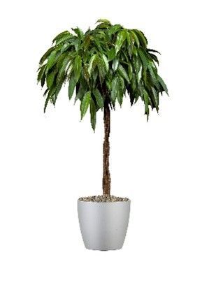 Ficus Amstel Kig