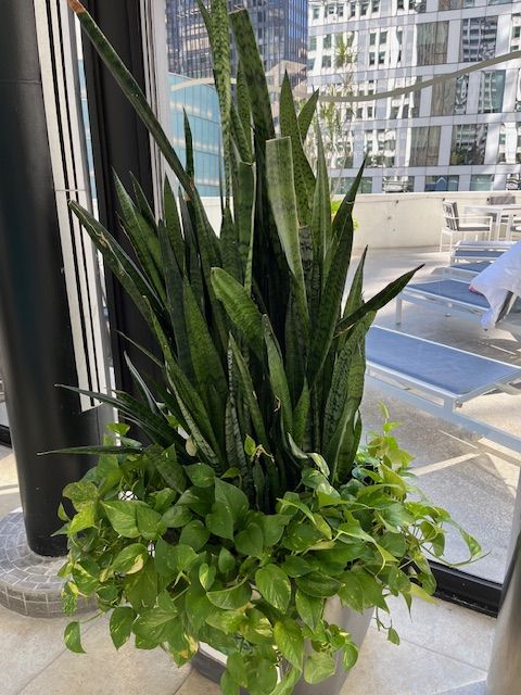 Tall potted snake plant and pothos with a city backdrop.