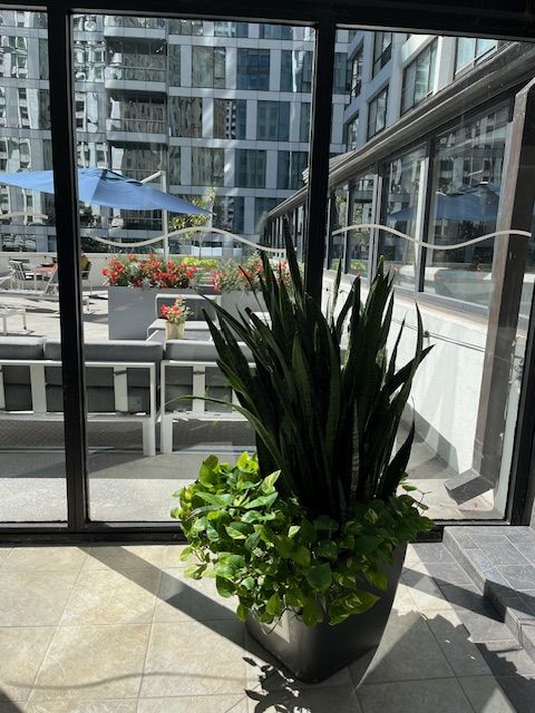 Large potted snake plant and foliage by a window overlooking an outdoor patio with seating and buildings.