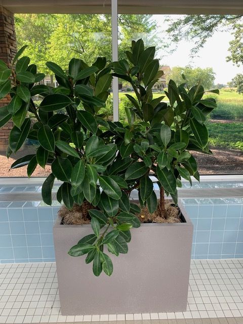 Large potted plant with dark green leaves sits near a window; the pot is light gray.