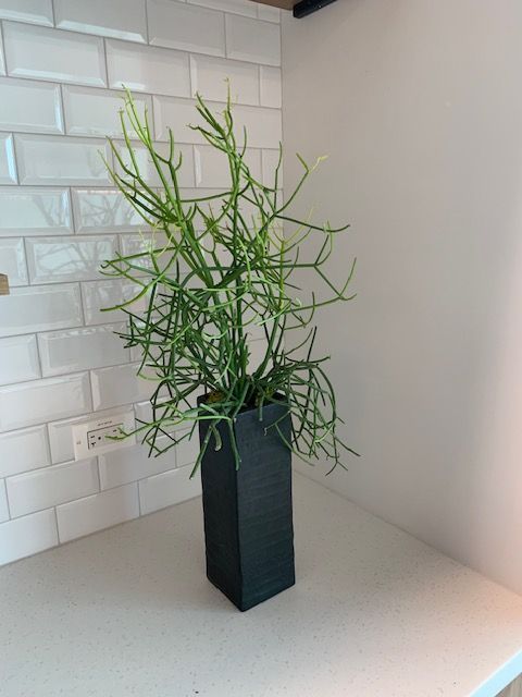 Green plant in a black rectangular vase on a white countertop next to a white brick wall.
