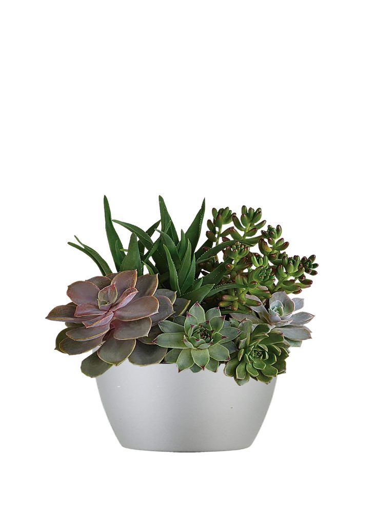 Cactus and Succulents Plant