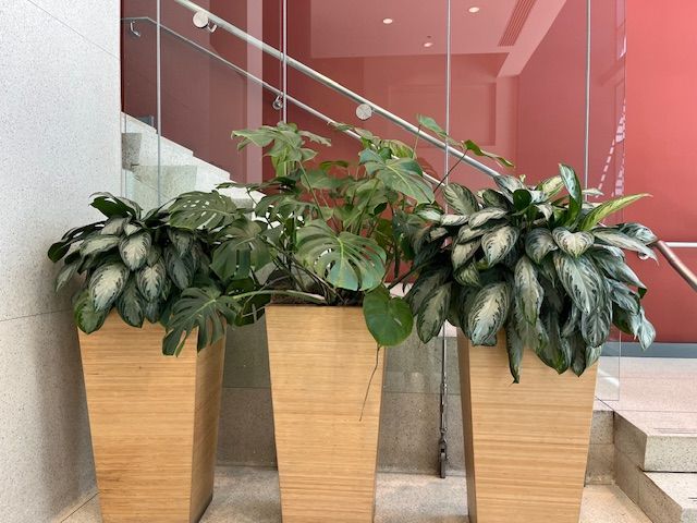 Three large wooden planters with lush green and variegated foliage against a red wall and stairs.