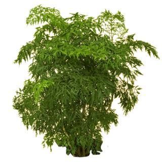 Aralia Plant