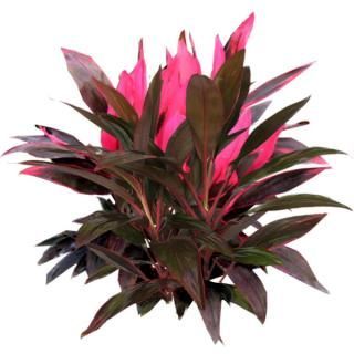 Cordyline Fruticosa Plant