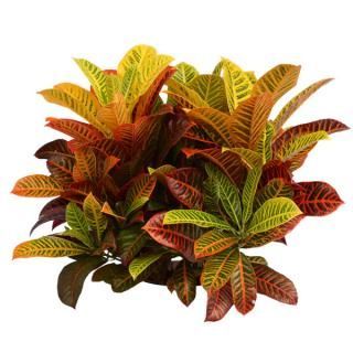 Croton plant with vibrant leaves of yellow, green, and red hues.
