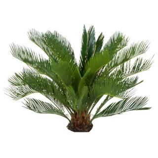 Green cycad palm with feathery leaves against a white background.