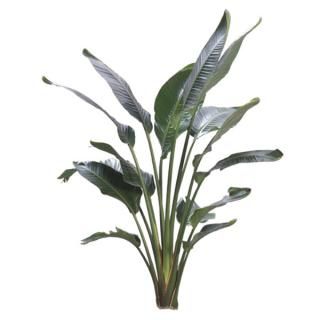 Bird of Paradise plant with large, green, oblong leaves.
