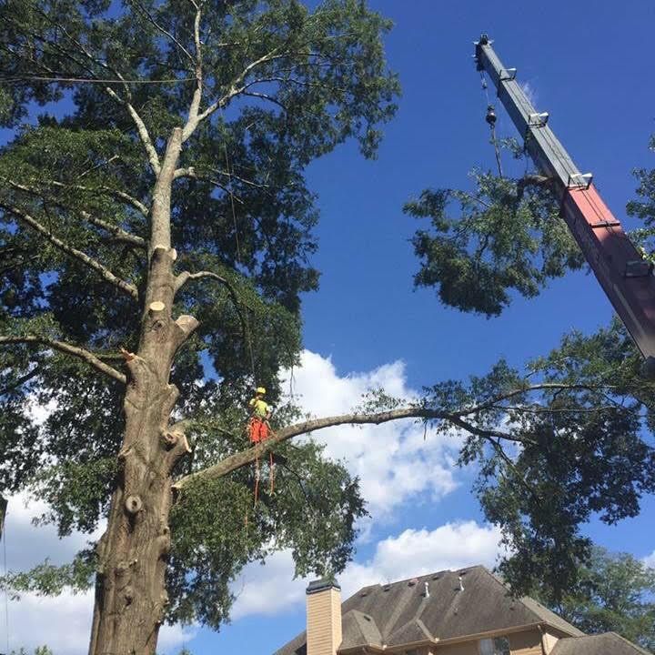 Tree Service and Landscaping Canton GA