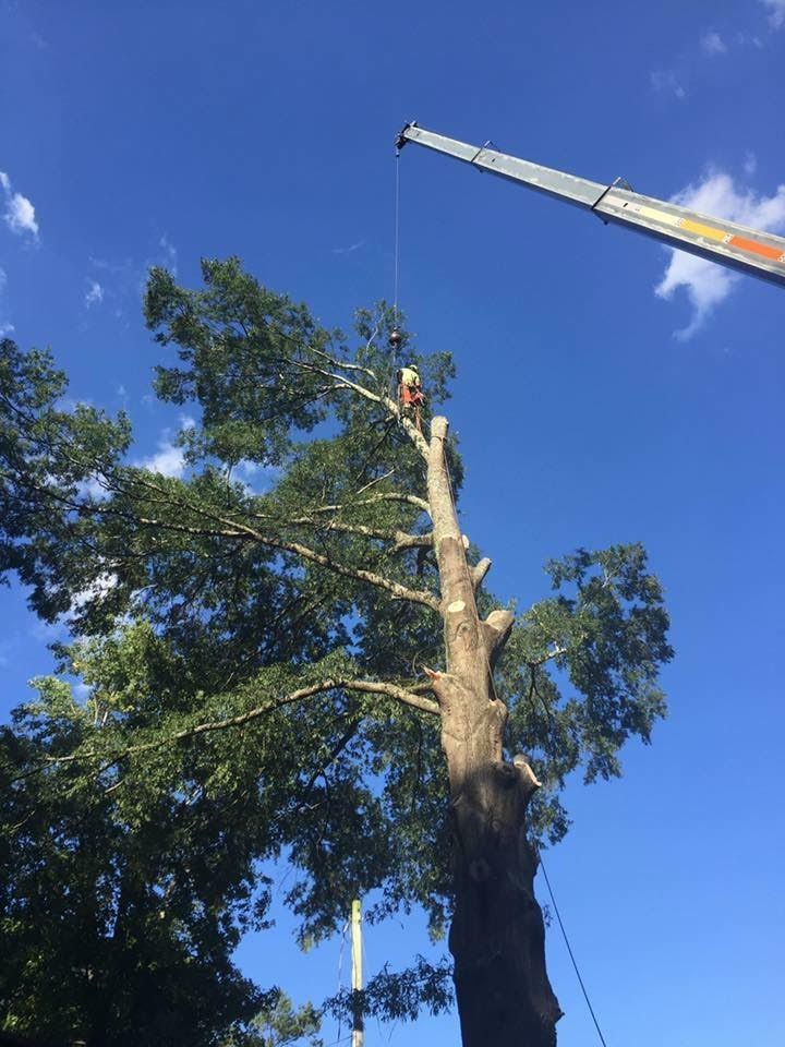 Emergency Tree Removal Service Canton