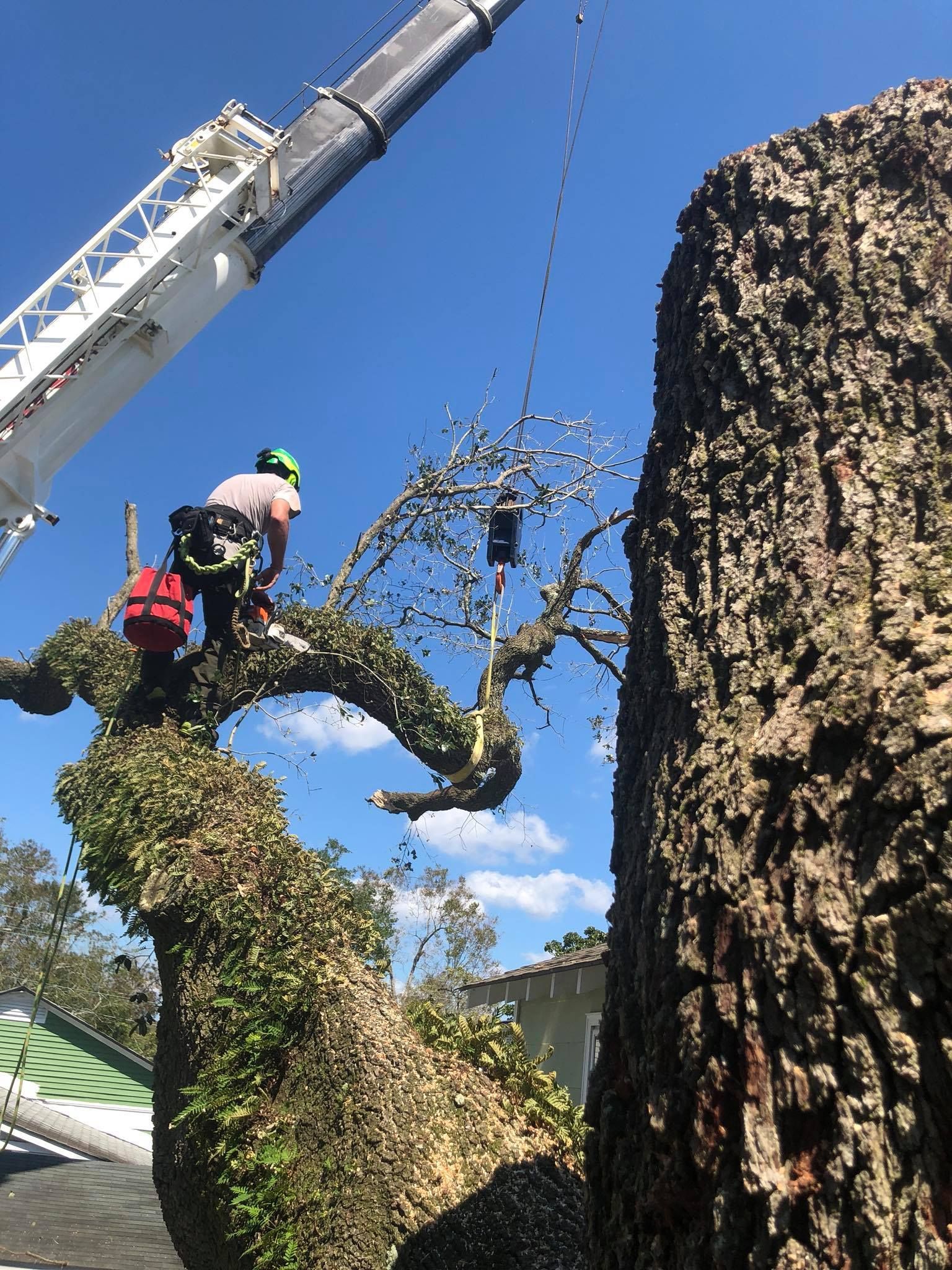 Tree Service and Landscaping Holly Springs GA