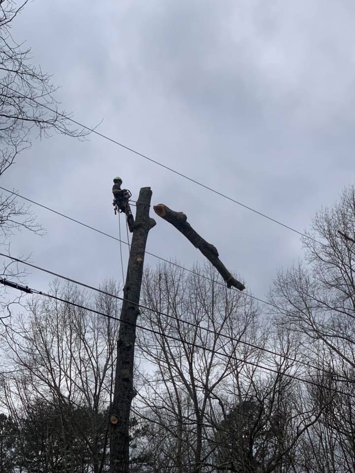 Tree Trimming Service Canton