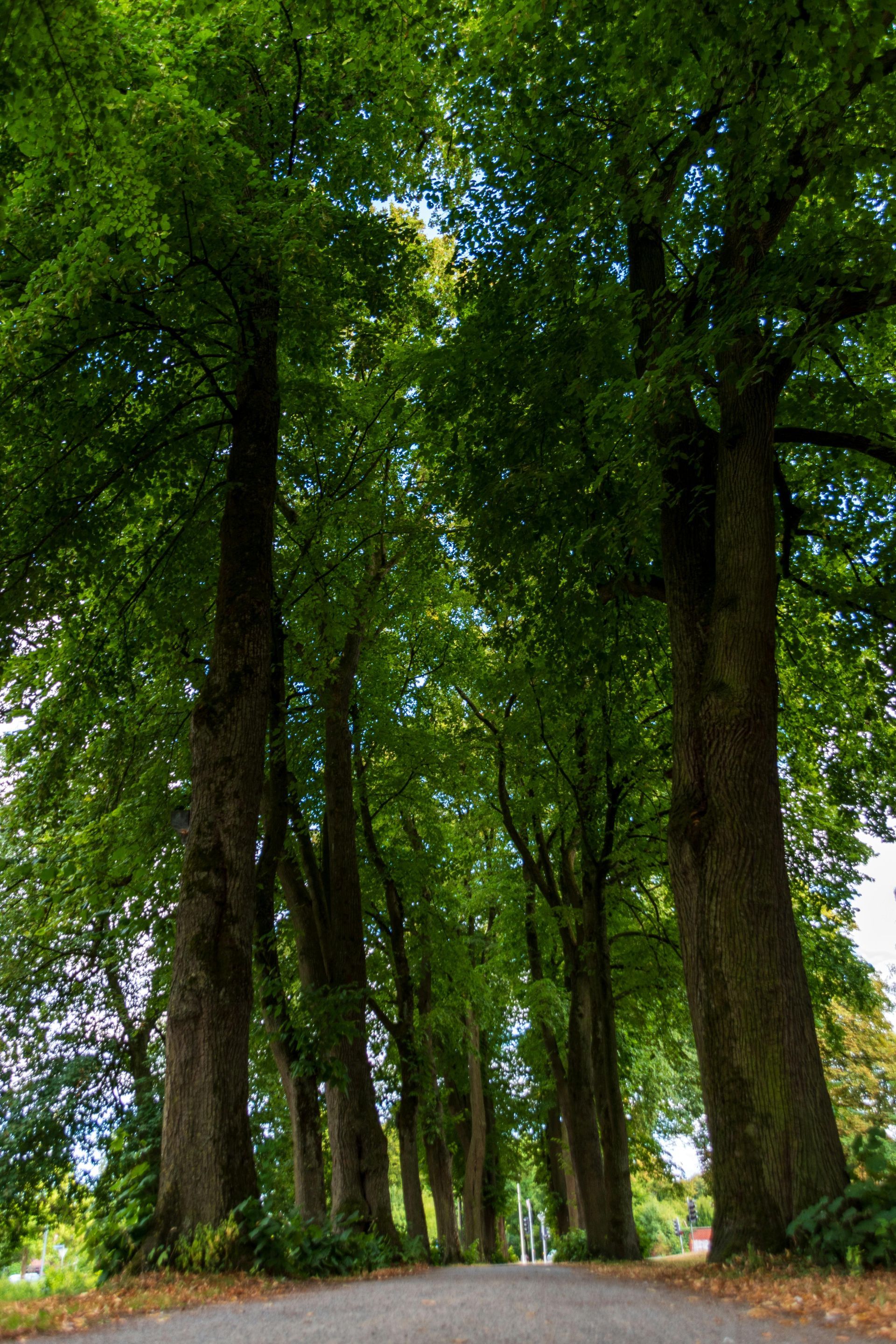 A tree-lined road stretches toward the horizon, lush green canopy overhead.