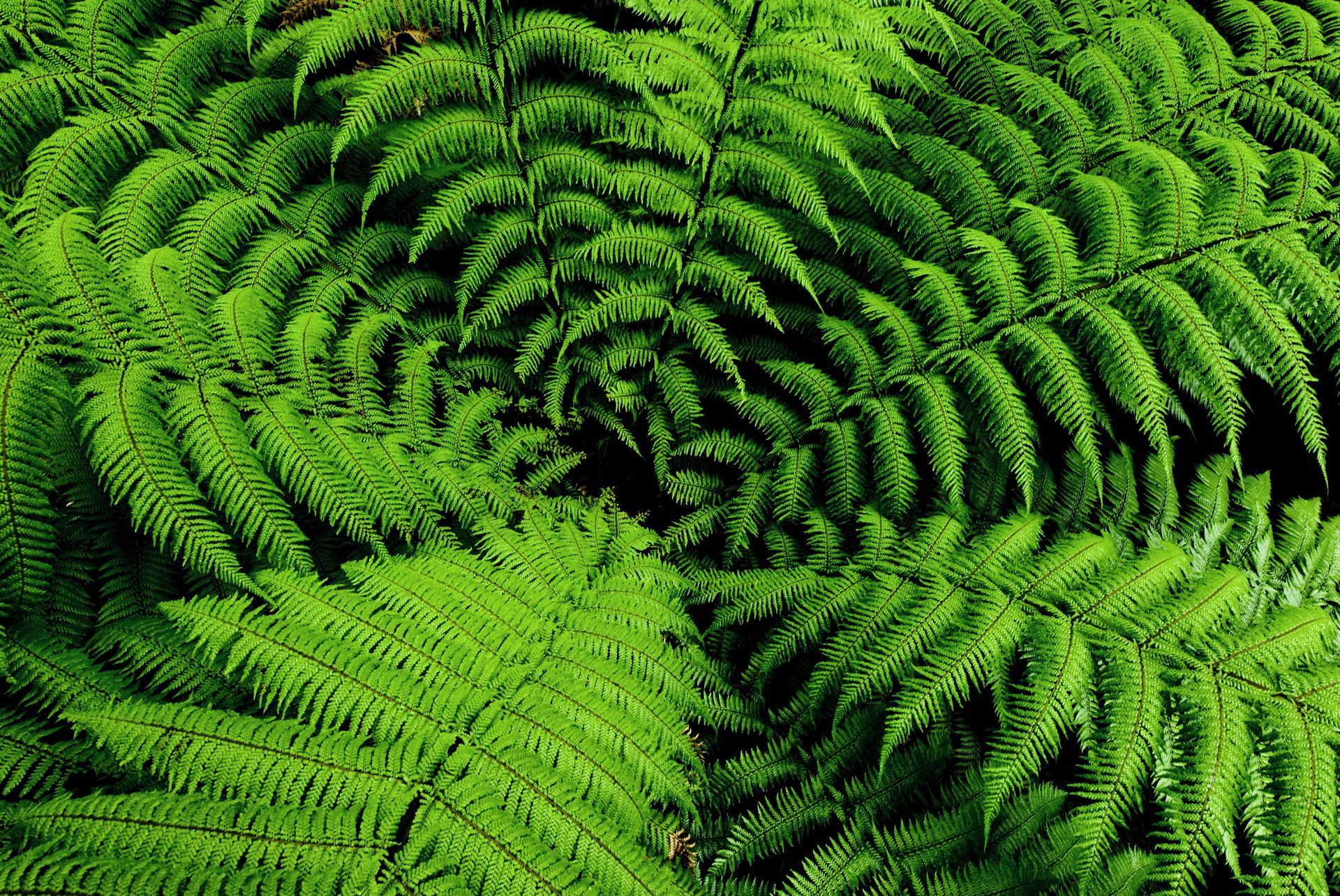 Green fern fronds spiraling inward, forming a dense, lush pattern.
