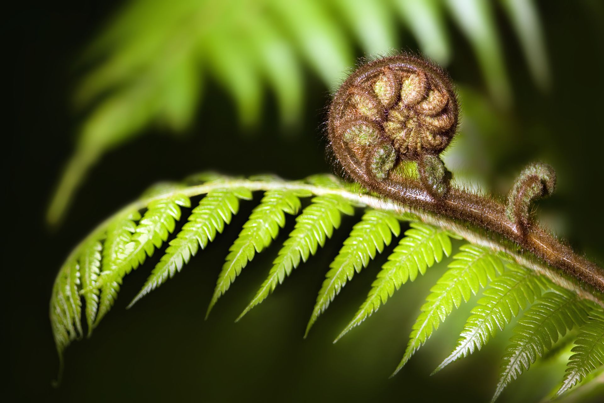 New fern frond unfurling from a coiled bud, green and brown against a dark background.