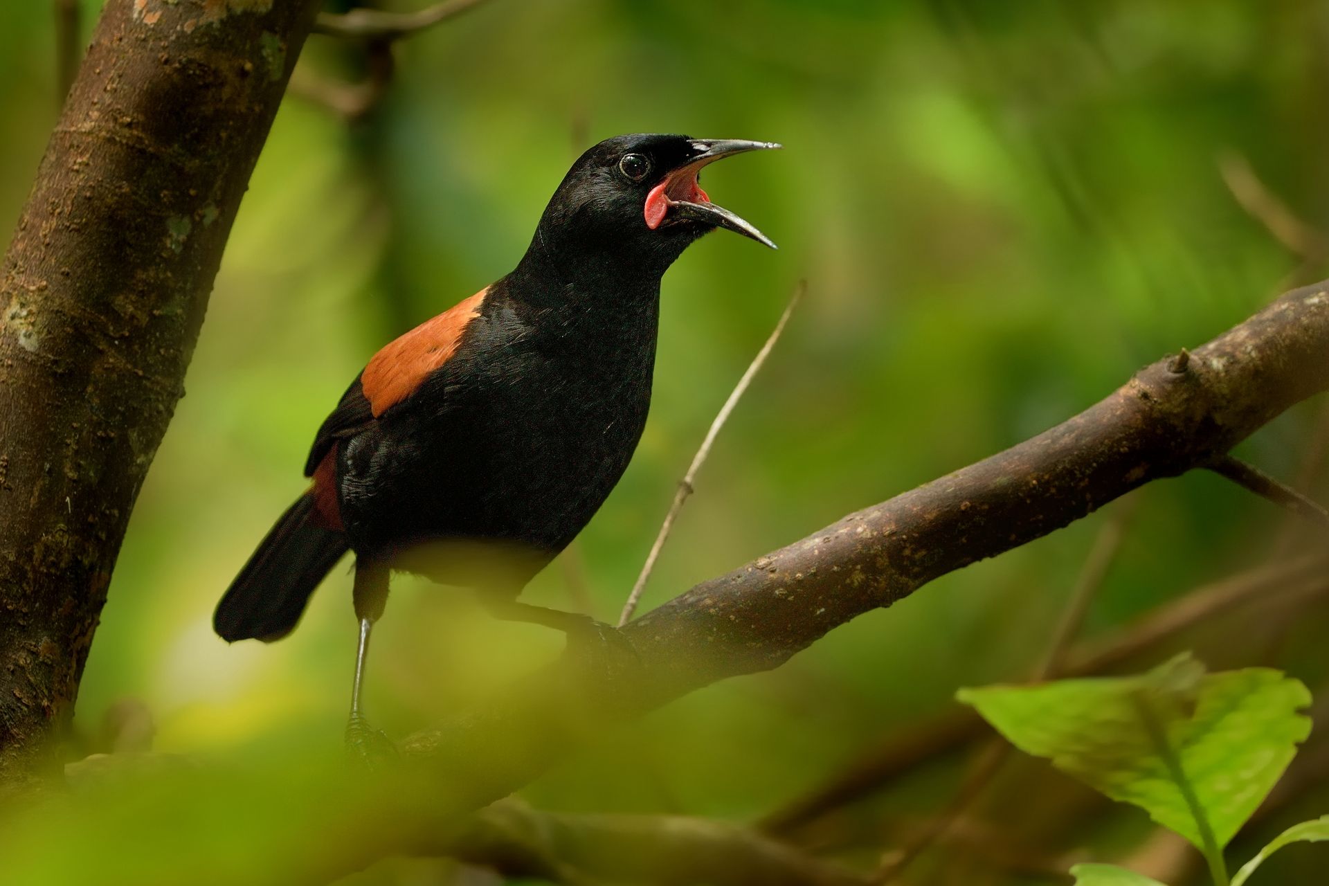 Black and reddish bird with open beak, perched on a branch in a green forest.