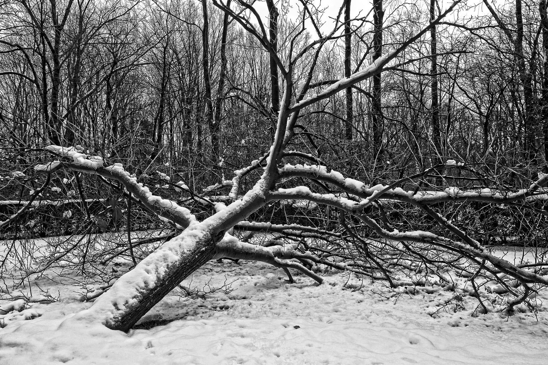 Fallen Tree from Heavy Snow