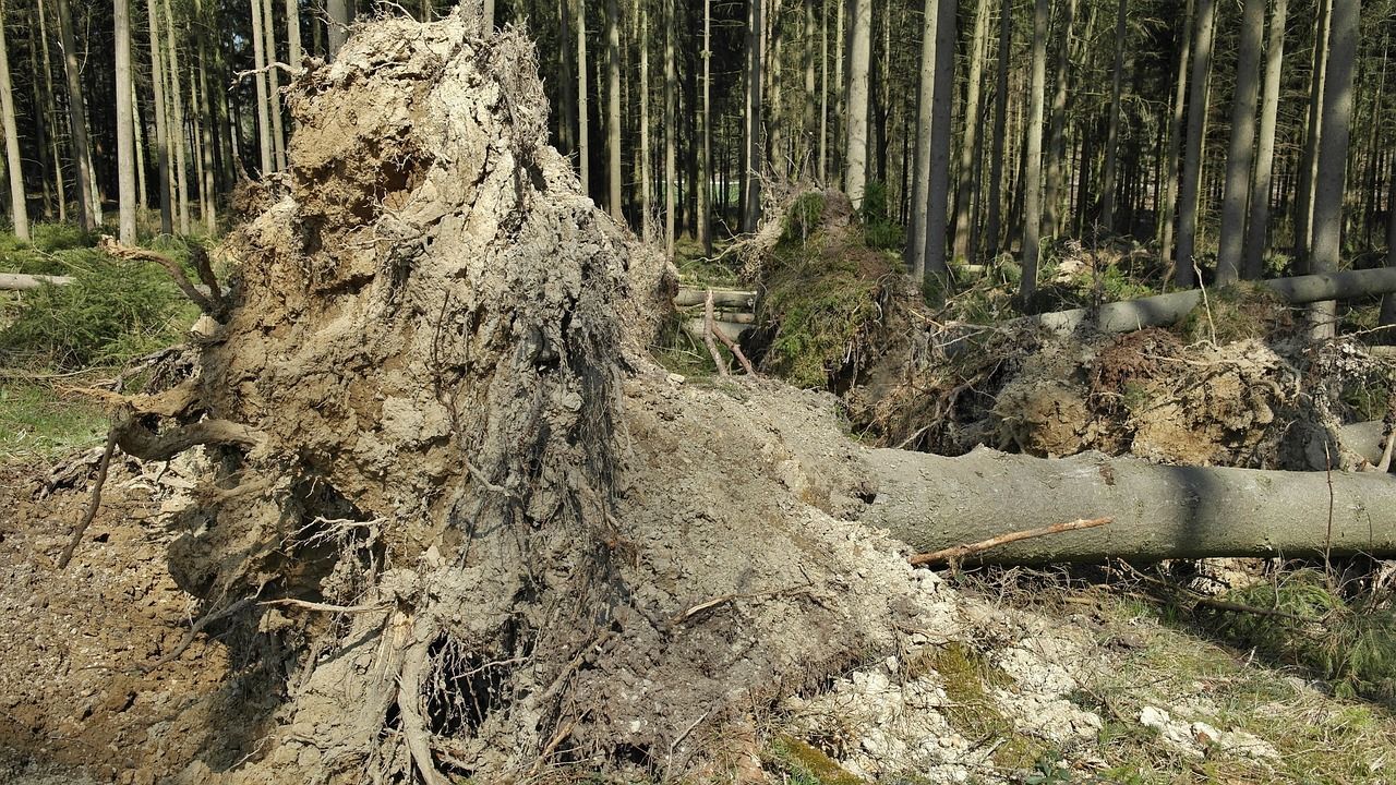 Damaged tree with uplifted roots