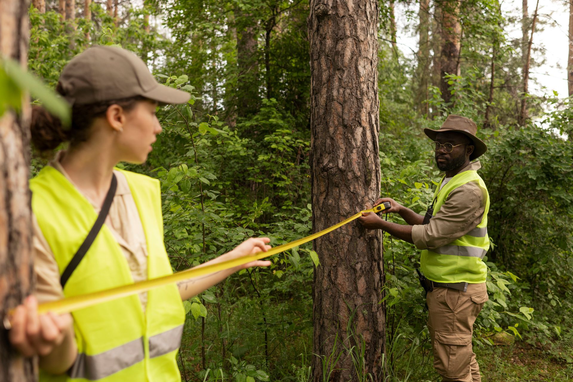 Arborists inspecting trees