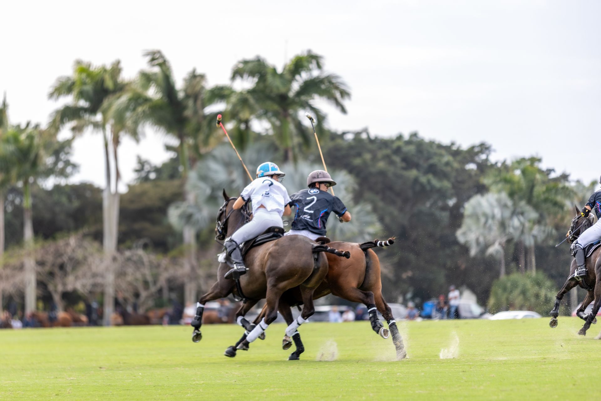 Two polo players on horseback, stick raised, in a match. Green field, palm trees in the background.