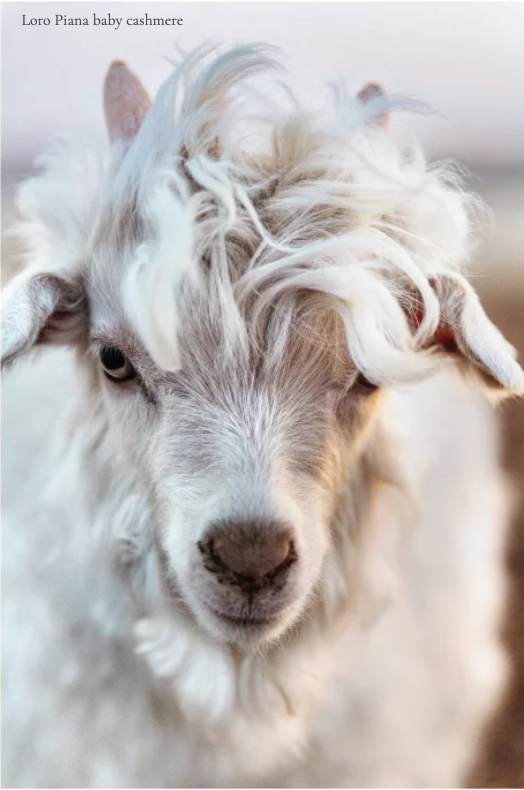 Loro Piana baby cashmere