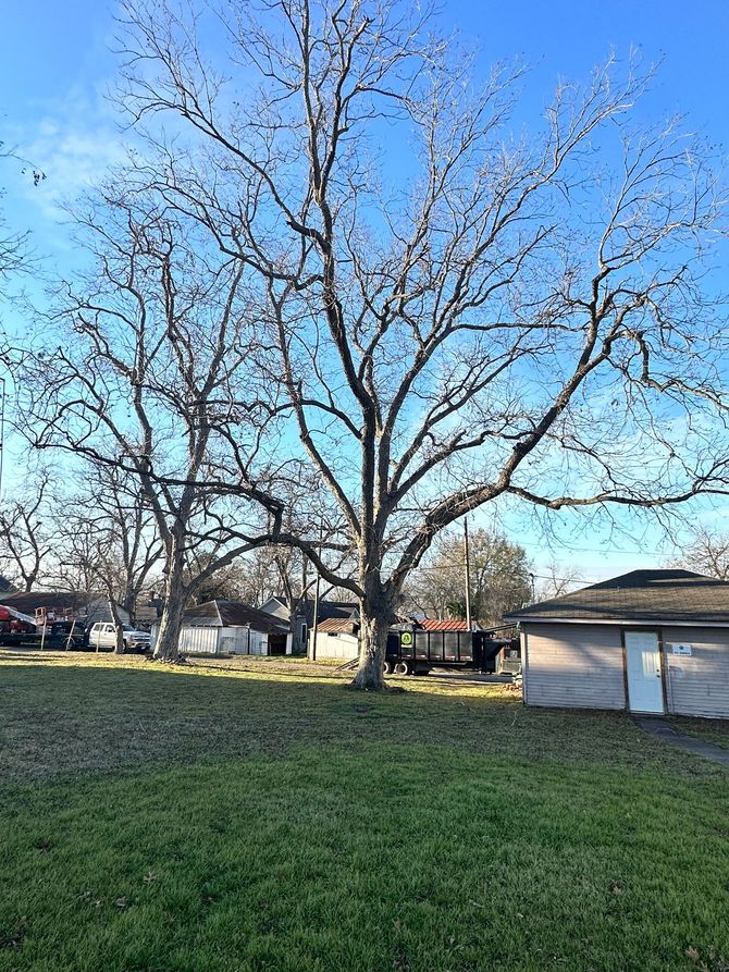 Tree removal before photo