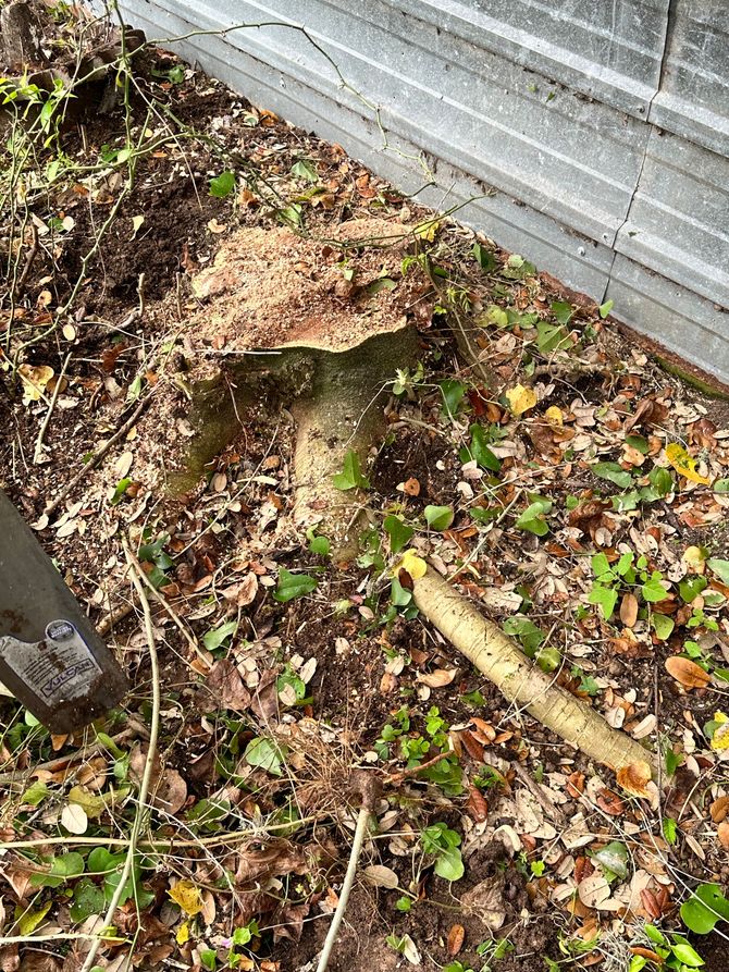 Tree stump before