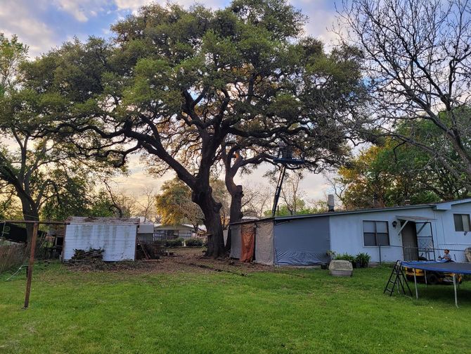 Tree trimming after