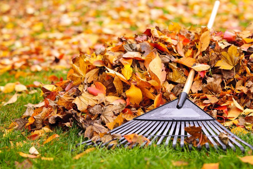 A metal garden rake leans against a large pile of colorful autumn leaves on a green lawn.