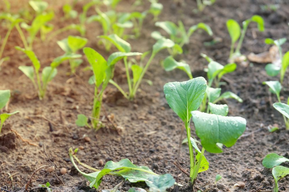 Close-up of small green seedlings growing in brown soil under soft sunlight.