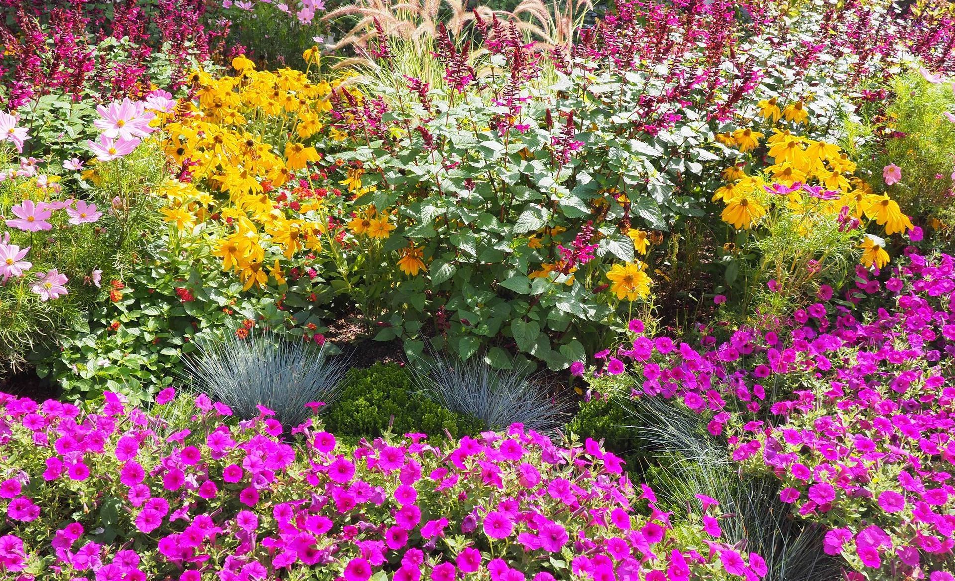 Closeup Of Drought Tolerant Flower Garden