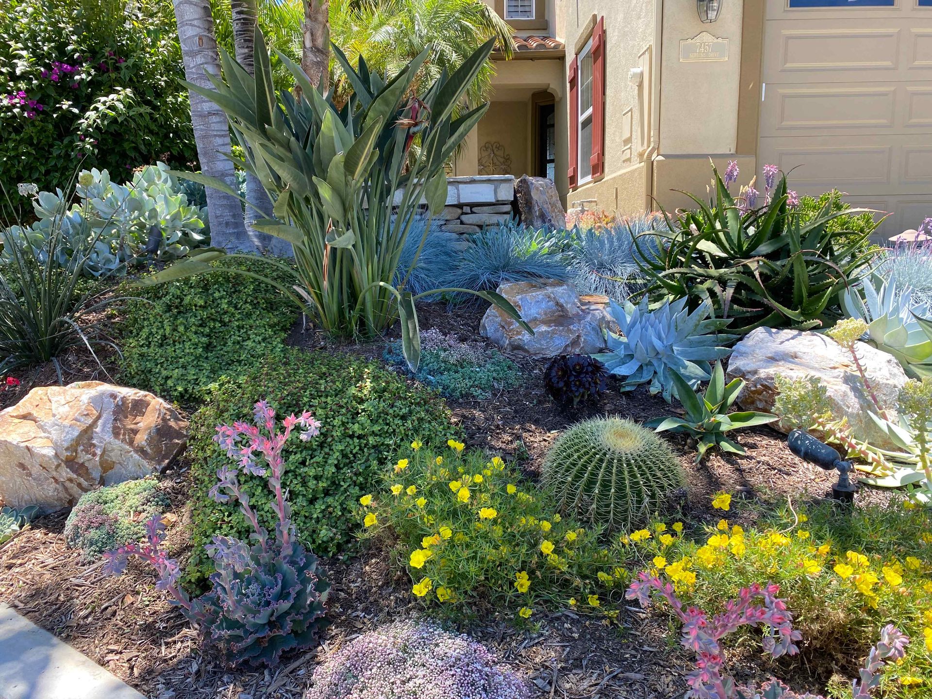 Drought Resistant Garden Succulents Rocks and Cactus in Front Yard