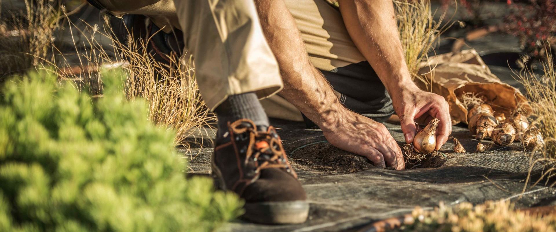 Landscaper Planting New Flowers In Xeriscape