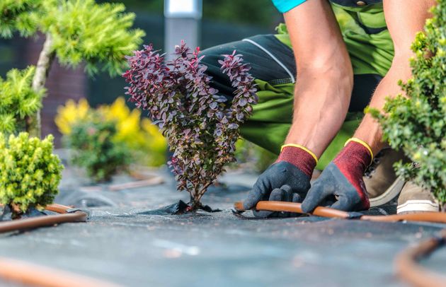 Landscaping Worker Building Trickle Irrigation System Close Up