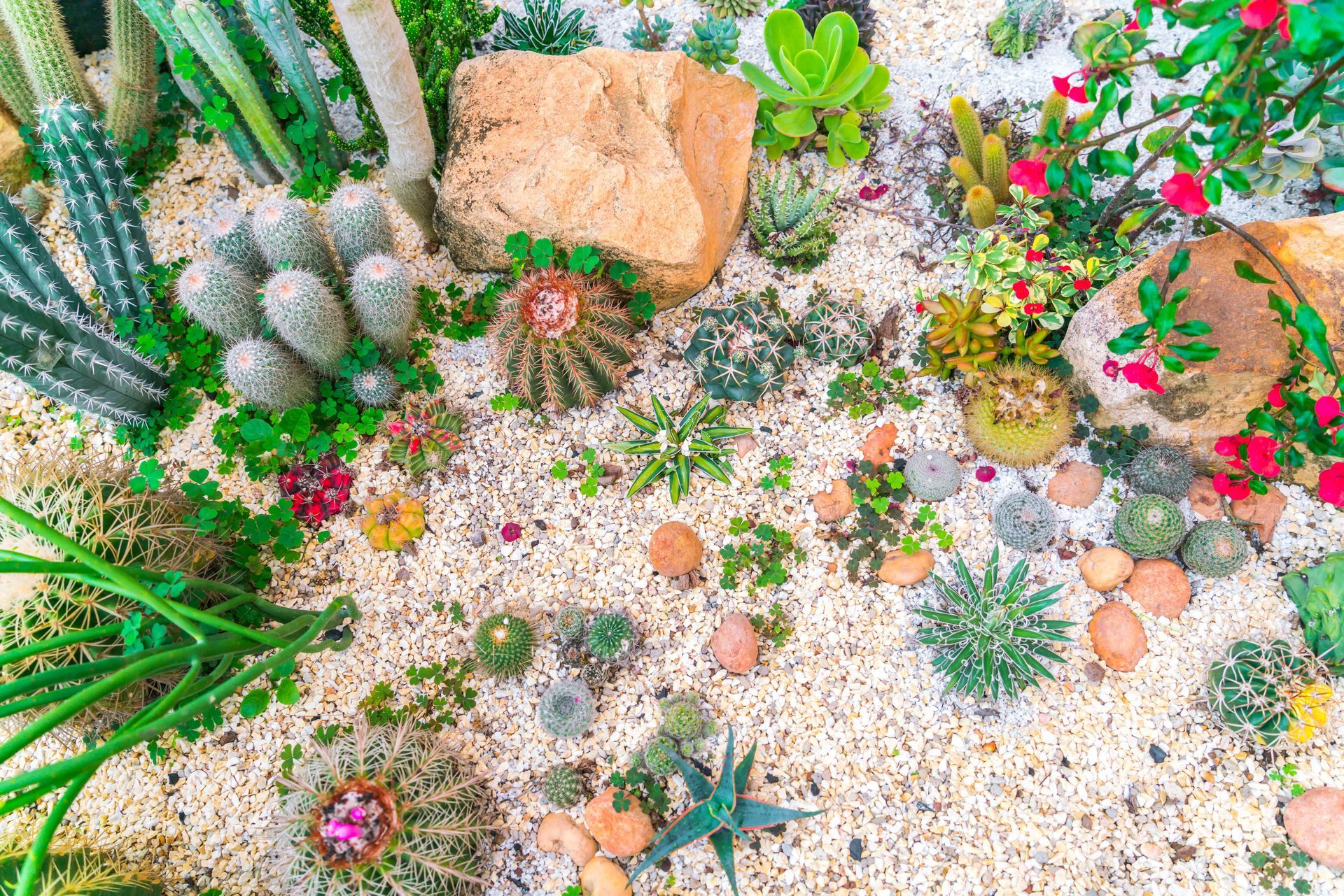 Affordable Drought Resistant Garden With Cacti And Succulents And Rocks