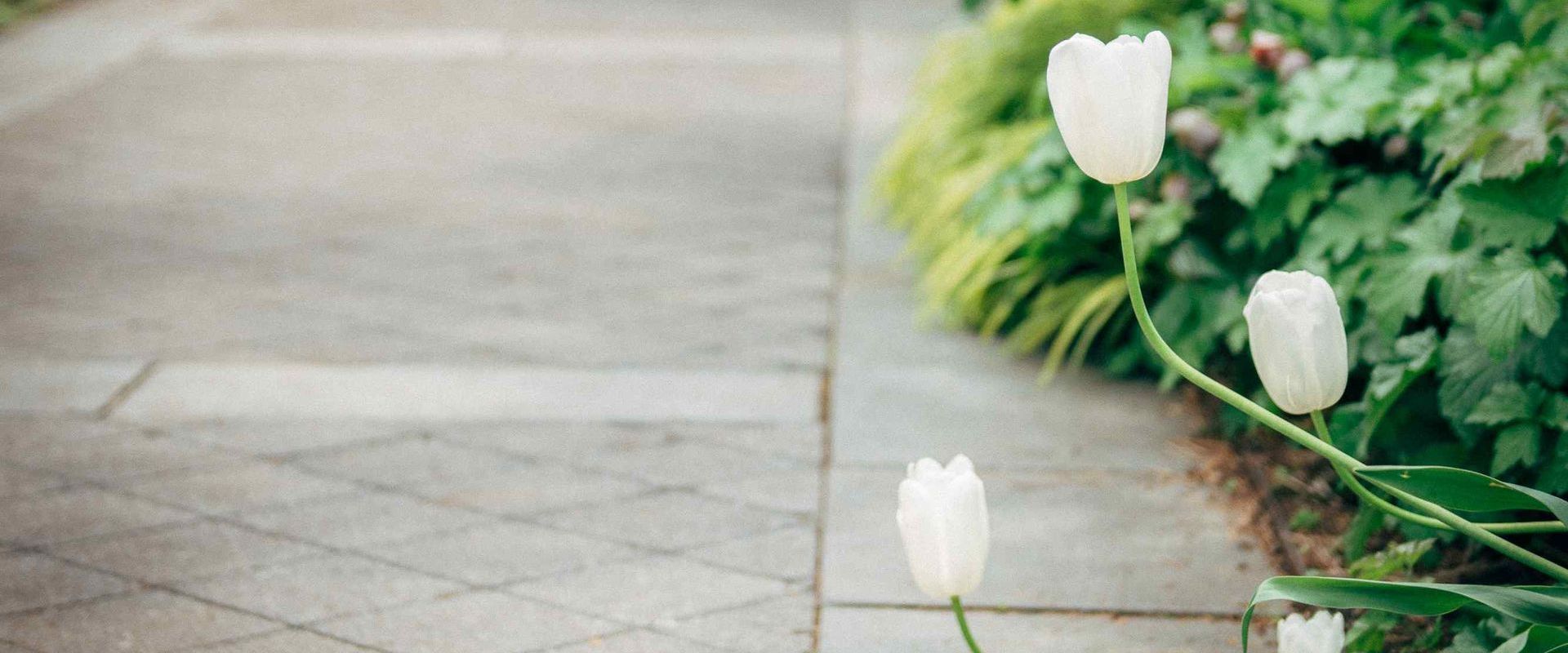 Tulip Flowers Leaning Over Concrete Path