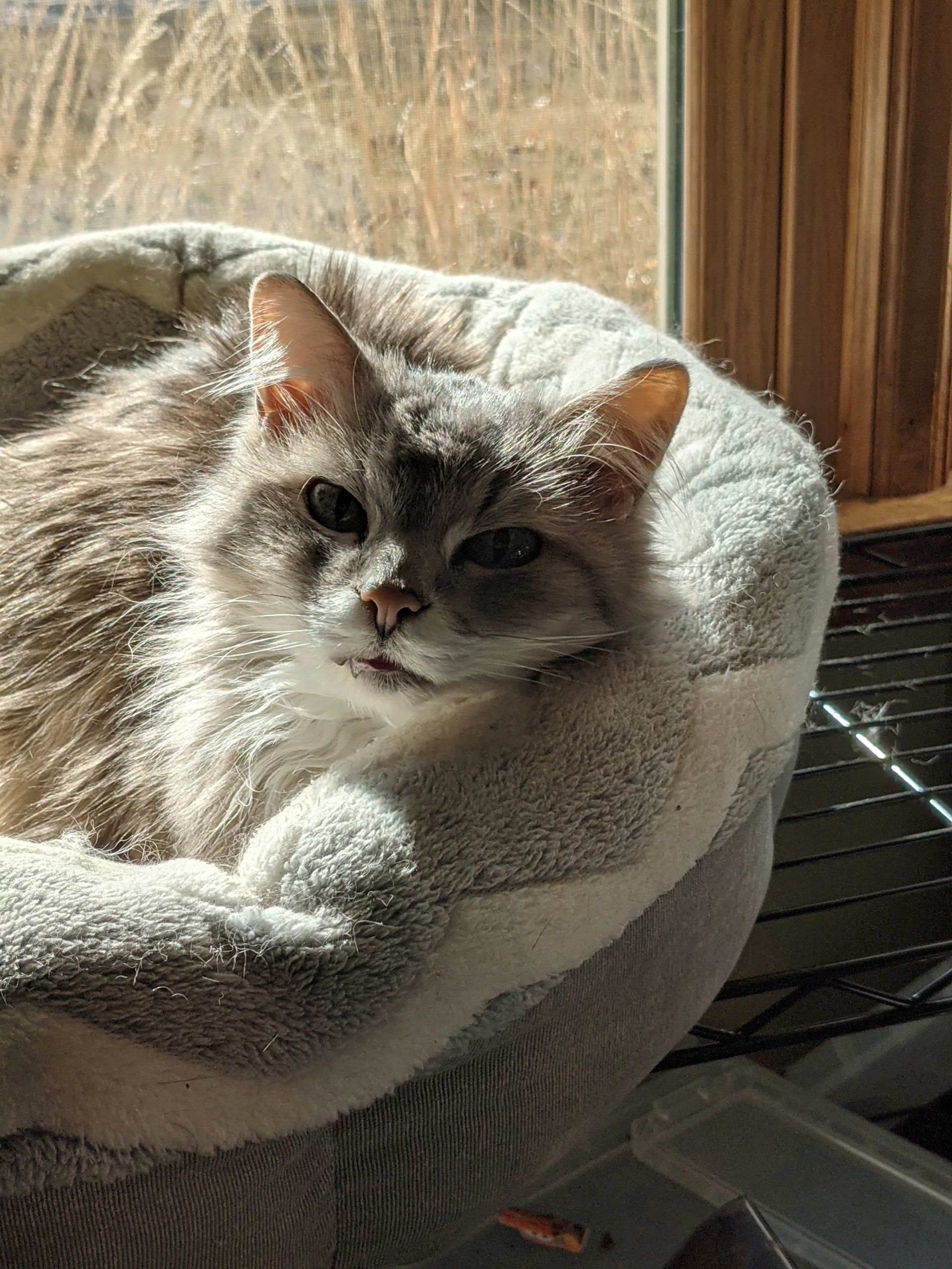 Cat — Topeka, KS — Topeka Veterinary Hospital