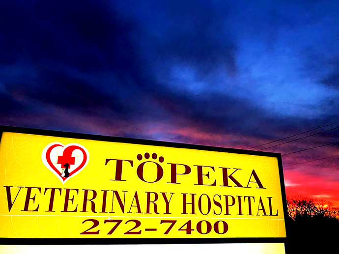 Vet Holding Cute Cat — Topeka, KS — Topeka Veterinary Hospital