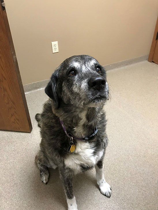 Cute Dog — Topeka, KS — Topeka Veterinary Hospital